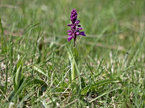 Male orchid (Orchis mascula)