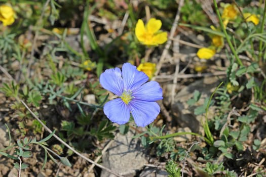 Lorraine flax (Linum leonii)