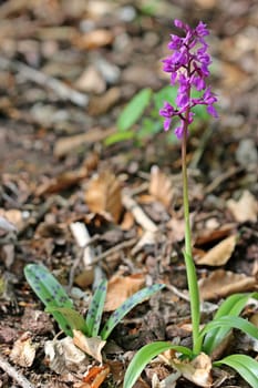 Male orchid (Orchis mascula)
