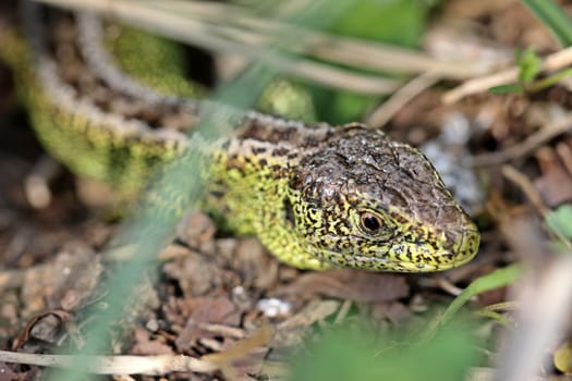 Male sand lizard in hiding