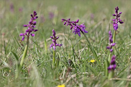 Male orchid (Orchis mascula)