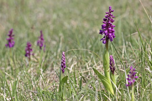 Male orchid (Orchis mascula)
