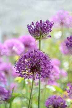 Ornamental garlic