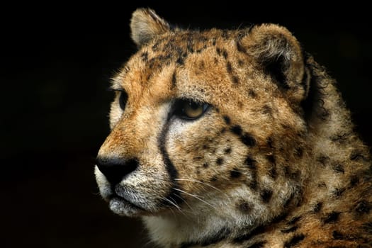CheetahPortrait