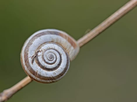 Western heath snail on the Dörnberg