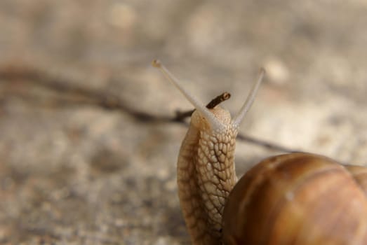 The close-up of a vineyard snail feeling a branch.