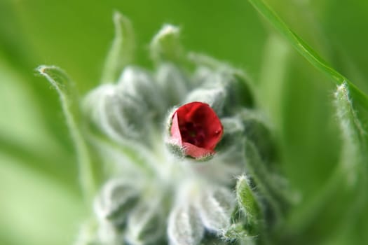 Die Nahaufnahme der Blüte einer gewöhnlichen Hundszunge.