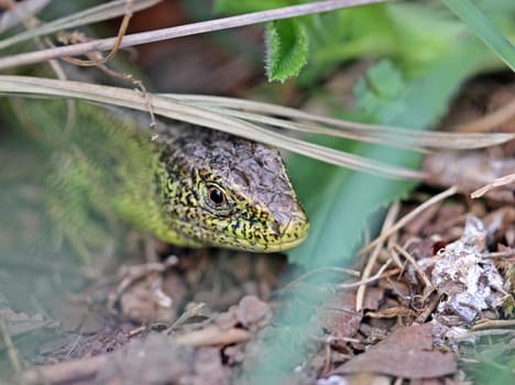 Male sand lizard in hiding