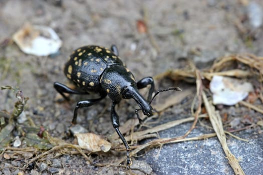 German Weevil (Liparus germanus)