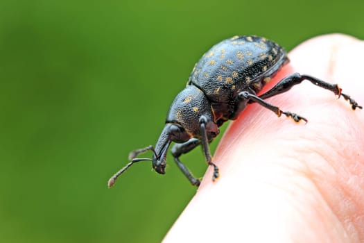 German Weevil (Liparus germanus)
