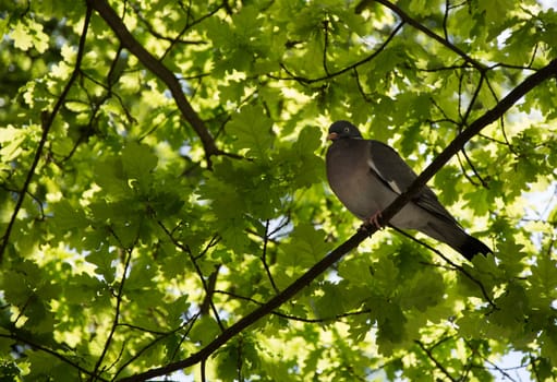 dove