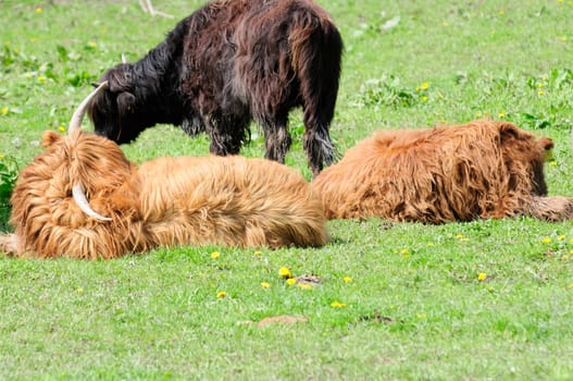 Scottish Highland cattle