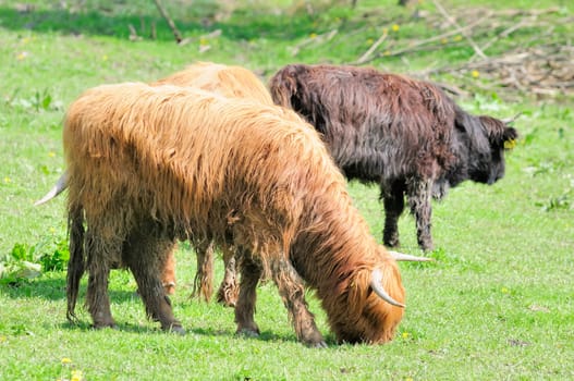 Scottish Highland cattle