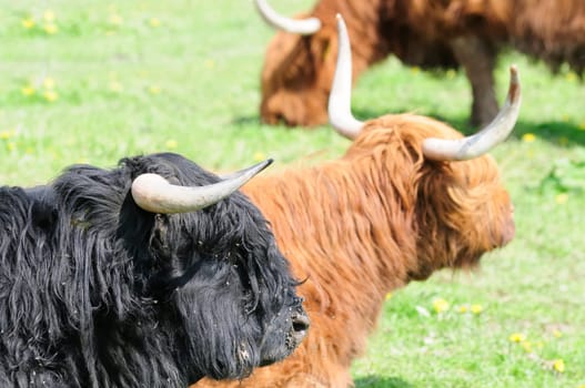 Scottish Highland cattle