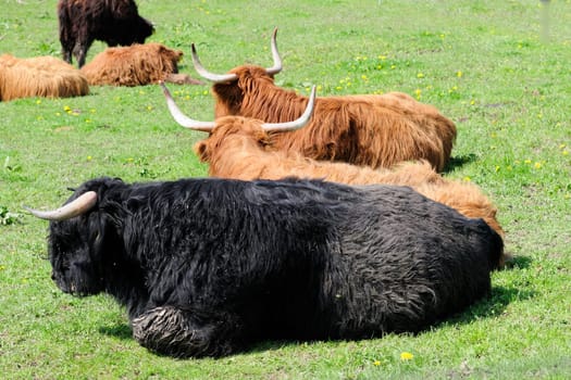 Scottish Highland cattle