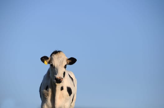 Calves
