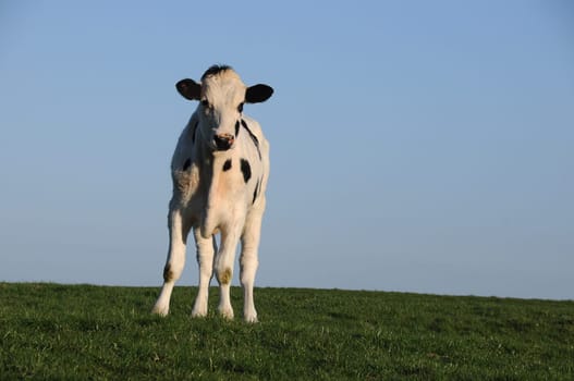 Calves