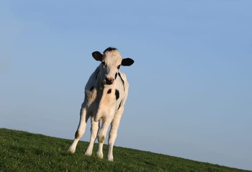 calf animal
