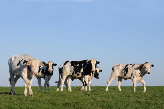 Cows
