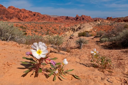 Desert Primerose