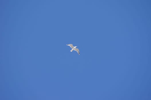 Die Fotografie von fliegenden Möwen am Himmel.