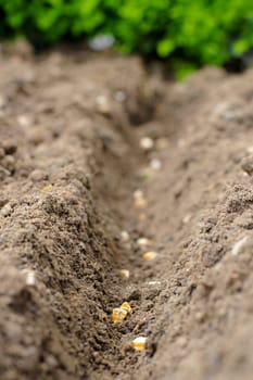 Plantation -Jardin -Outils - Potager
