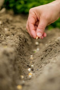 Potager - Planter des Graines - Jardin