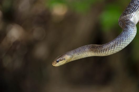 Aesculapian snake