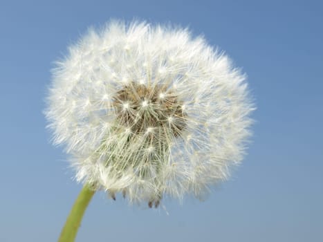 Dandelion