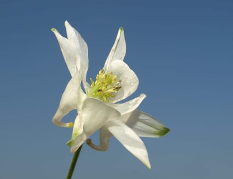 Columbine