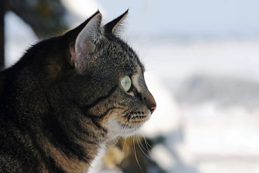 Cat portrait