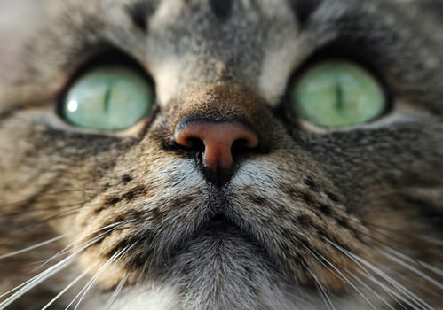 Close-up of a pretty cat face