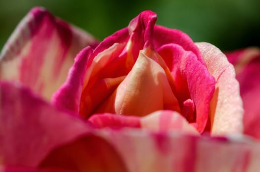 macro photo of the petals of a rose