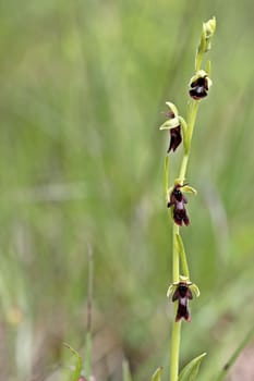 Fly orchid (Ophrys insectifera)