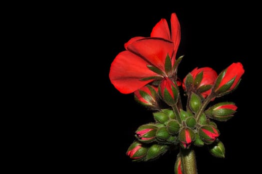 Geranium