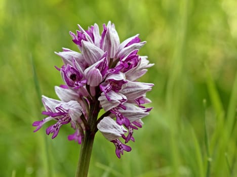 Orchis militaris