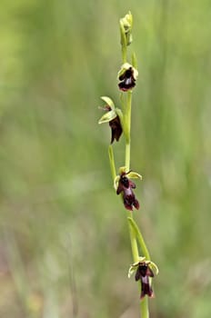 Fly orchid (Ophrys insectifera)