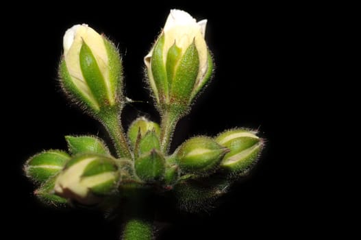 Geranium