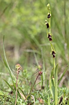 Fly orchid (Ophrys insectifera)