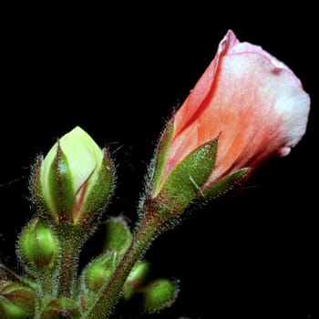 Geranium