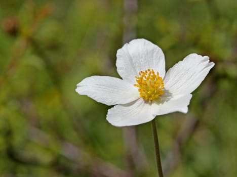 Anemone sylvestris on the Dörnberg