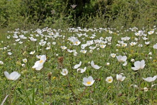 Anemone sylvestris on the Dörnberg