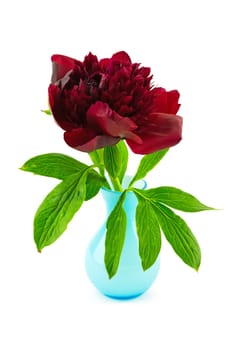 red peony in vase,close-up of the flower against a white background