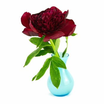 red peony in vase,close-up of the flower against a white background