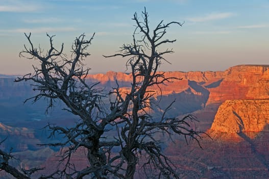 Grand Canyon in the evening light
