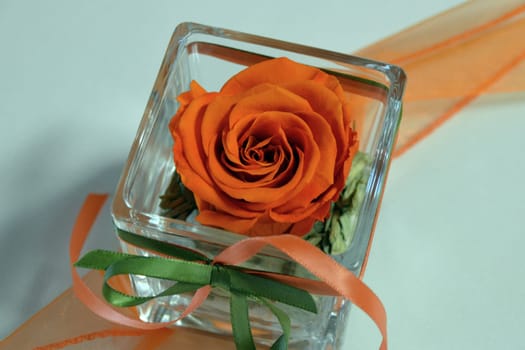 Rose in a glass