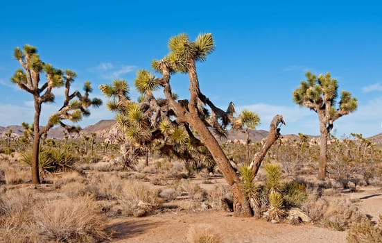 Joshua Tree National Park
