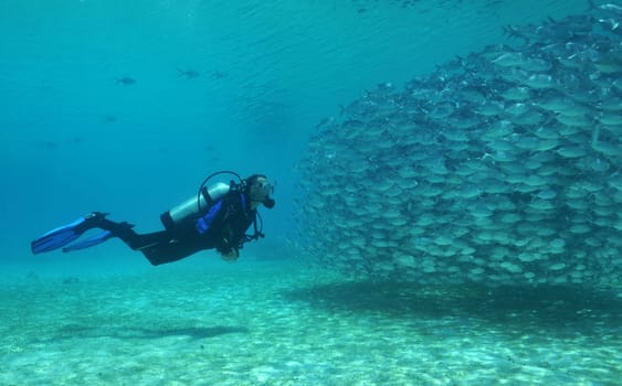 Divers and mackerel
