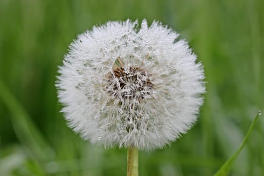 Dandelion with dewdrops