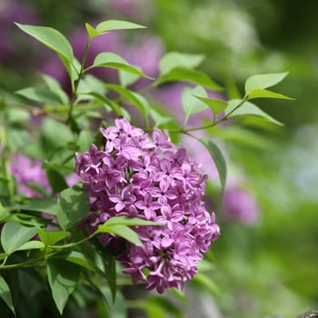 Details of flowers and leaves of common lilac, Syringa vulgaris.